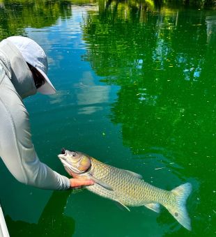 Tony’s first grass carp on 8# test 
