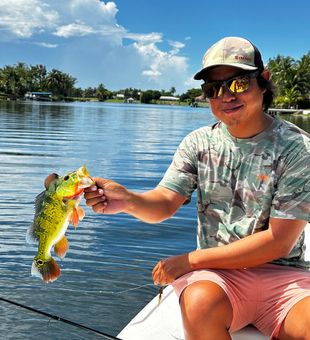 Male Peacock Bass
