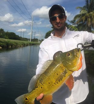 Urban canal Peacock Bass