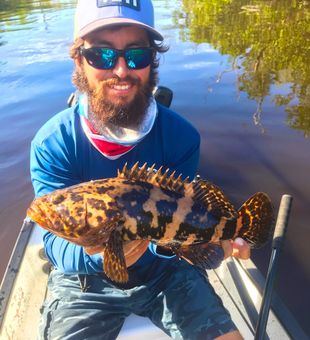 Juvenile Goliath Grouper