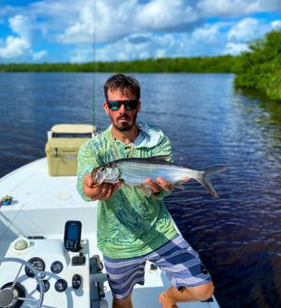 Juvenile Tarpon on light tackle