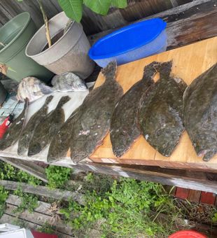 Corpus Christi, flounder bounty.