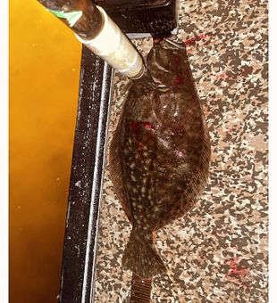 Corpus Flounder Bliss 