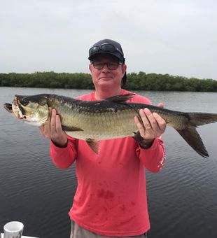 Great Inshore Tarpon in Tampa Bay