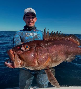 Offshore Action in Miami - Big Grouper