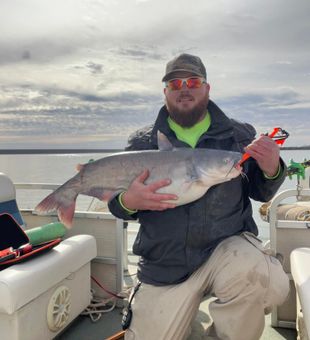 Nice blue catfish from North Bay Village waters!