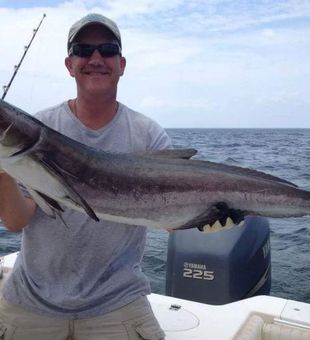 Cobia