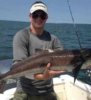 Cobia