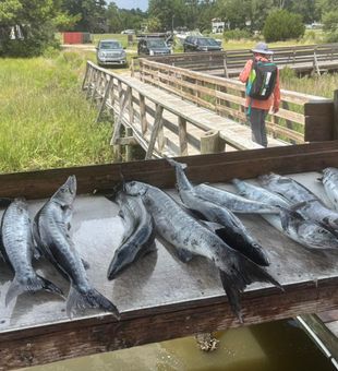 Great Barracuda haul from Calabash NC waters!