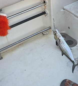 Reeling in the best Spanish Mackerel under partly cloudy skies in Gulf Shores!