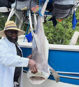 Massive Bull Shark landed nearshore Florida