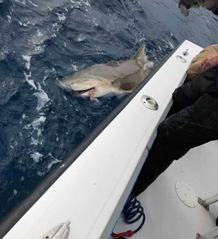 Top-rated Key West shark fishing in Florida