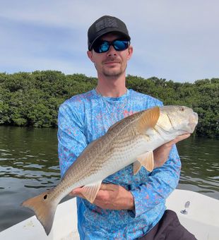 Redfish run strong in Crystal River — and this one couldn’t resist the bait!