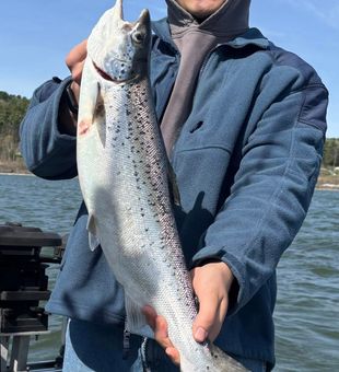Beautiful Atlantic salmon from Burlington VT waters!