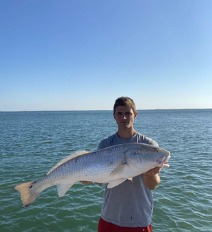 Majestic Redfish: Sanibel's Beauty