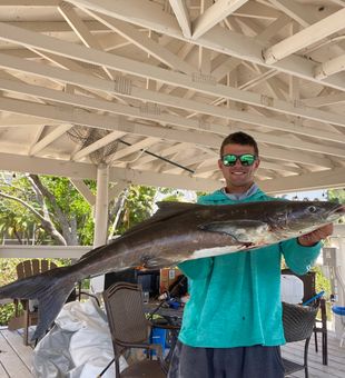 Glorious Cobia: Sanibel's Catch