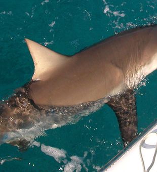 Massive Blacktip Shark action!