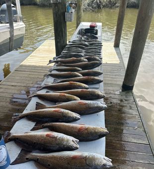 Outstanding redfish haul from Hopedale Louisiana waters!