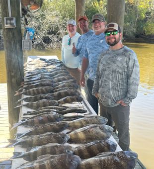 Hopedale sheepshead filling up the cleaning table!