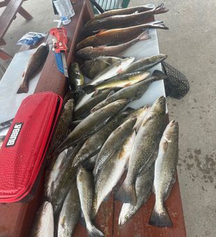 Outstanding speckled trout and redfish haul from Hopedale!