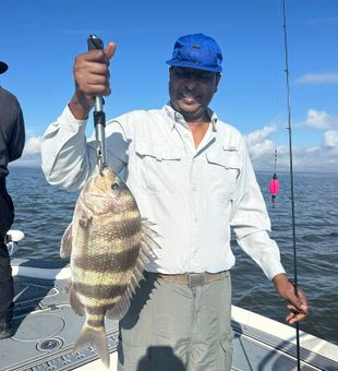 Monster Sheepshead from the marsh.
