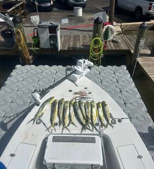Mahi-mahi stack -  Key Largo, FL.