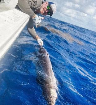 Captain and his Marlin -  Key Largo, FL.