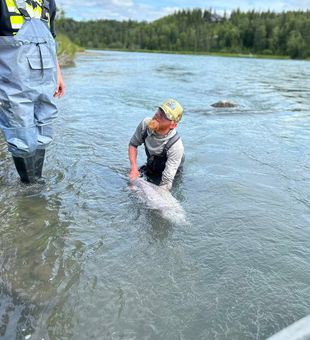 Successful catch and release in Kenai Alaska waters!