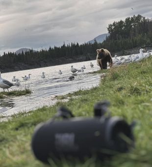 Curious Grizzly spotted—wild and bold!
