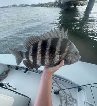 Summertime sheepshead is heating up