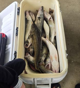 Fresh Spencerville walleye filling up the cooler!