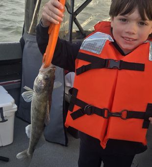Another Spencerville walleye finds the net!