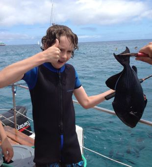Triggerfish in Honolulu, HI