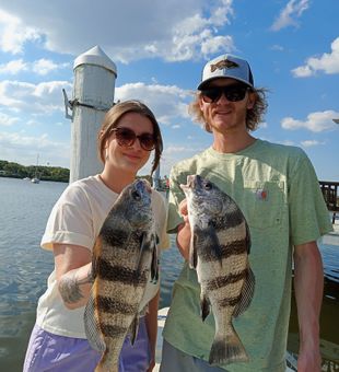 Beautiful pair of sheepshead caught dockside.