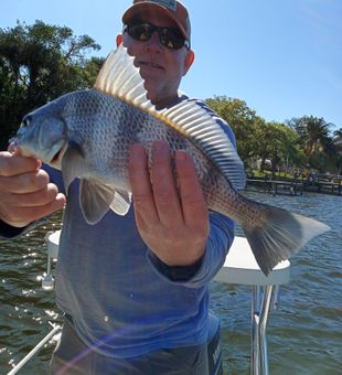 Chunky black drum from coastal waters.