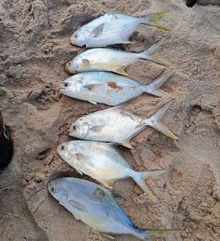 Productive pompano haul from the surf.