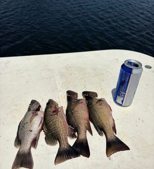 Fresh Mangrove Snapper Haul