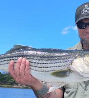 Beautiful striped bass from Old Orchard Beach waters!