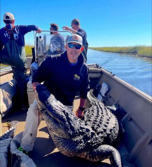 Alligator
