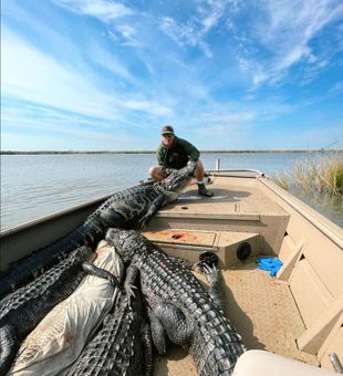 Guided alligator hunt Louisiana	