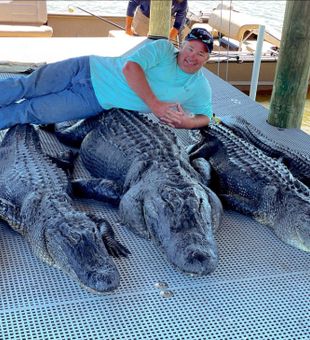 Big Alligator in Louisiana