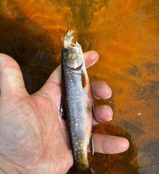 Brook Trout -Brule, WI.