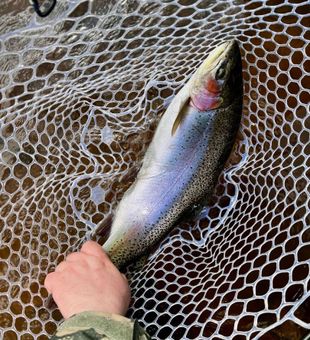 Clean Catch -Brule, WI.
