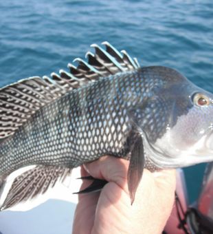Black Seabass Fish from Florida
