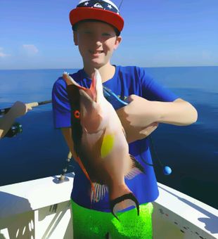 Hogfish from The Gulf of Mexico, FL