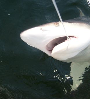 Shark Spotted on Texas Fresh Catch