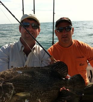 Wide Sized Tripletail Caught in Texas