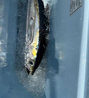 Palm Beach blackfin tuna brings the action!