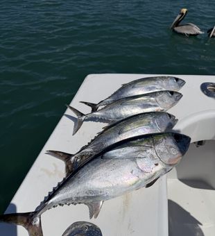 Fresh blackfin tuna haul