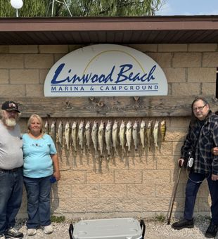 Solid walleye catch at Linwood Beach Marina